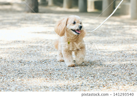 一隻笑容燦爛的玩具貴賓犬混血犬在碎石路上散步。 141293540
