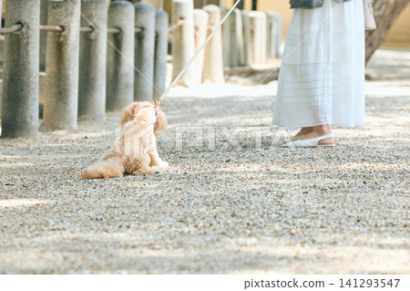 A scene from a walk: a small dog sitting motionless on a gravel path with its owner. A scene from a walk: a small dog sitting motionless on a gravel path with its owner. 141293547