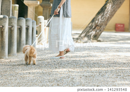 The feet of a woman walking a small dog in the shrine grounds The feet of a woman walking a small dog in the shrine grounds 141293548