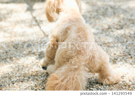The back view of a cream-colored toy poodle sitting on gravel. The back view of a cream-colored toy poodle sitting on gravel. 141293549