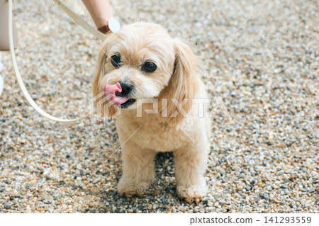A cute cream-colored small dog with its tongue sticking out on the gravel. A cute cream-colored small dog with its tongue sticking out on the gravel. 141293559