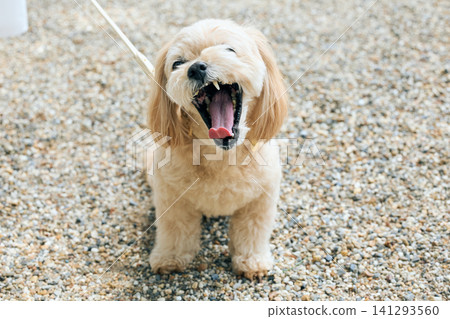 A small dog yawns widely on the gravel. A small dog yawns widely on the gravel. 141293560