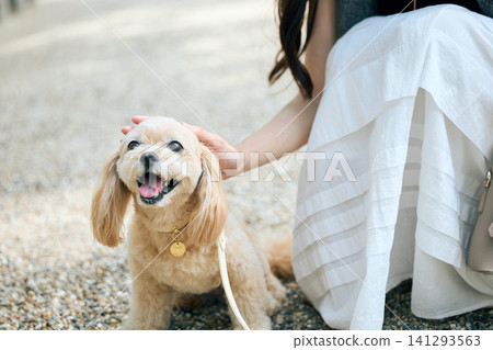 A small dog smiles as a woman in a white skirt pets it. A small dog smiles as a woman in a white skirt pets it. 141293563