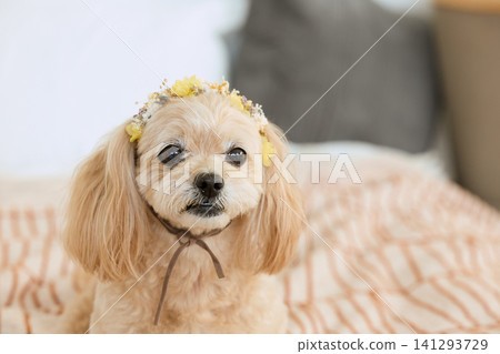 A portrait of a cute toy poodle wearing a flower crown. A portrait of a cute toy poodle wearing a flower crown. 141293729