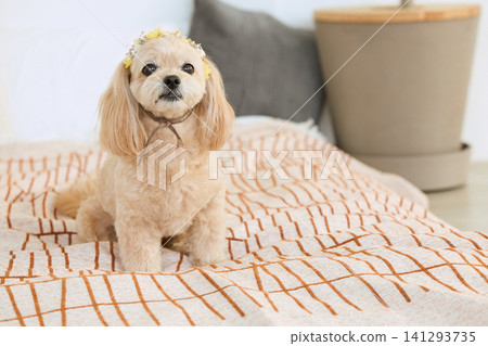 A cream-colored toy poodle wearing a flower crown sits on a bed. A cream-colored toy poodle wearing a flower crown sits on a bed. 141293735
