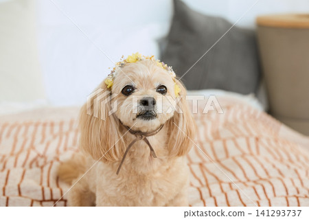 A small, cream-colored dog wearing a flower crown is looking at me from the bed. A small, cream-colored dog wearing a flower crown is looking at me from the bed. 141293737