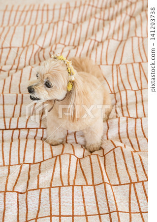 A small, cream-colored dog wearing a flower necklace relaxes on a blanket. A small, cream-colored dog wearing a flower necklace relaxes on a blanket. 141293738