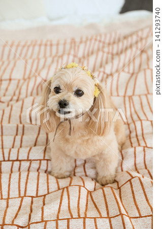 A small, cream-colored dog wearing a flower crown relaxes on a blanket. A small, cream-colored dog wearing a flower crown relaxes on a blanket. 141293740