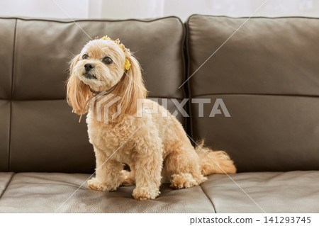 A cute toy poodle mix dog wearing a flower decoration on the sofa A cute toy poodle mix dog wearing a flower decoration on the sofa 141293745