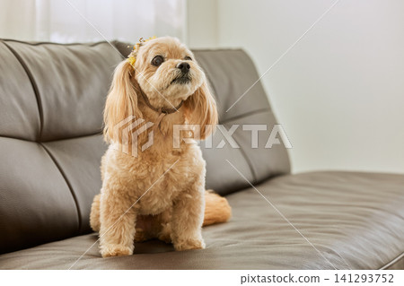 A cute toy poodle mix dog with a flower decoration sitting on a sofa. A cute toy poodle mix dog with a flower decoration sitting on a sofa. 141293752