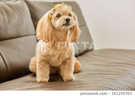 A cream-colored toy poodle mix dog wearing a flower crown sits on a sofa. A cream-colored toy poodle mix dog wearing a flower crown sits on a sofa. 141293763