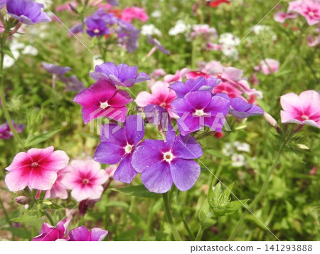 Phlox, a flower with a variety of colors. Phlox, a flower with a variety of colors. 141293888