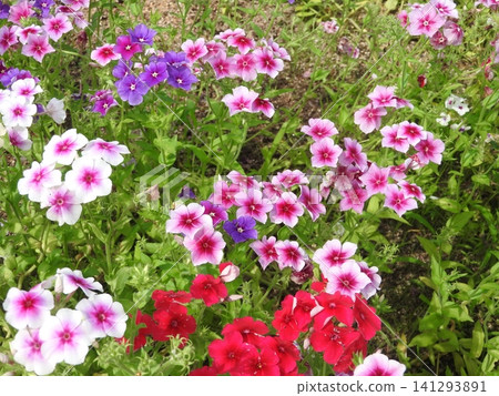福祿考,一種色彩繽紛的花。 福祿考,一種色彩繽紛的花。 141293891