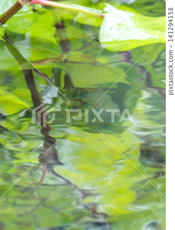 森林中,翠綠的植物在水面上閃閃發光。 森林中,翠綠的植物在水面上閃閃發光。 141294158