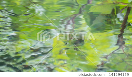 森林中，翠綠的植物在水面上閃閃發光。 141294159