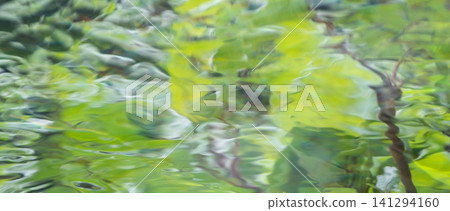 森林中,翠綠的植物在水面上閃閃發光。 森林中,翠綠的植物在水面上閃閃發光。 141294160
