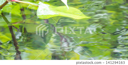 Image of fresh greenery sparkling on the surface of water in a forest. Image of fresh greenery sparkling on the surface of water in a forest. 141294163
