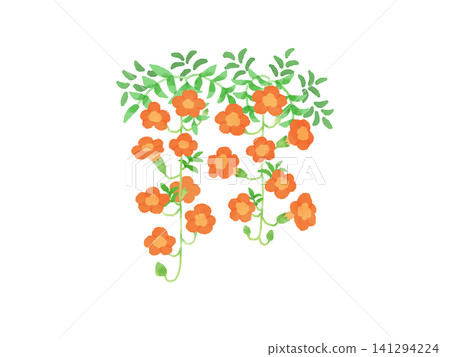 復古風格的凌霄花插圖。 復古風格的凌霄花插圖。 141294224