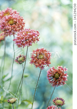 A summer garden with blooming gaillardia, featuring translucent bokeh and a gentle background. 141294230