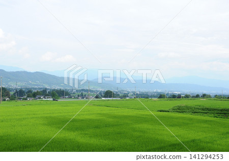 Summer landscape with rice fields and mountains Summer landscape with rice fields and mountains 141294253