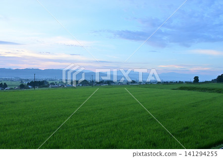 Summer rural landscape and rice fields Summer rural landscape and rice fields 141294255