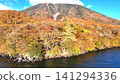 The vibrant autumn forest and the majestic Mount Nantai. The vibrant autumn forest and the majestic Mount Nantai. 141294336