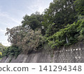 一棵枯樹從擋土牆頂上傾斜，搖搖欲墜地壓在電線上，造成了危險局面。 141294348