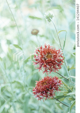 Gaillardia and soft bokeh: A natural background image for a summer garden. Gaillardia and soft bokeh: A natural background image for a summer garden. 141294407
