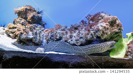 Panoramic marine life reef background for global environment protection layout Panoramic marine life reef background for global environment protection layout 141294535