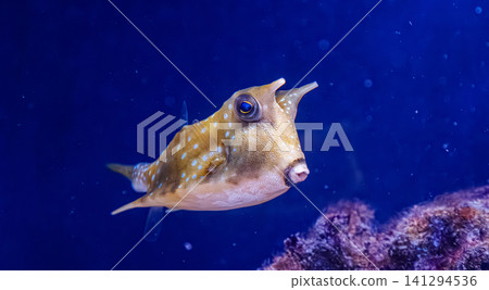 Tropical cowfish icon for educational children book and wildlife print layout Tropical cowfish icon for educational children book and wildlife print layout 141294536