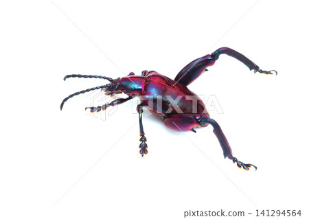 Male of the large-legged leaf beetle, *Pterocephalus spp.* Male of the large-legged leaf beetle, *Pterocephalus spp.* 141294564