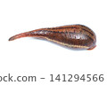 A swollen leech after it has sucked blood. 141294566