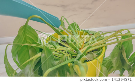 Horizontal close up of watering a wilted spathiphyllum houseplant in a yellow pot with a blue can to revive dry green leaves of this popular peace lily Horizontal close up of watering a wilted spathiphyllum houseplant in a yellow pot with a blue can to revive dry green leaves of this popular peace lily 141294571