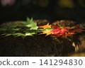 Autumn leaves floating on the surface of the water 141294830