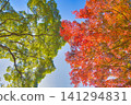 Red and green in autumn leaves 141294831