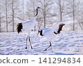 Cranes dancing courtship dance 141294834