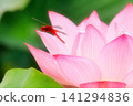 Red dragonfly and lotus flower 141294836