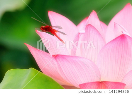 Red dragonfly and lotus flower Red dragonfly and lotus flower 141294836