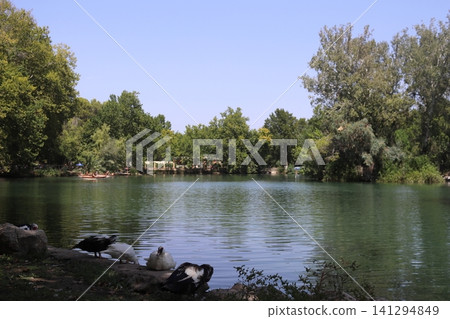 Ducks resting on the lakefront of Albufera de Anna in Valencia, Spain Ducks resting on the lakefront of Albufera de Anna in Valencia, Spain 141294849