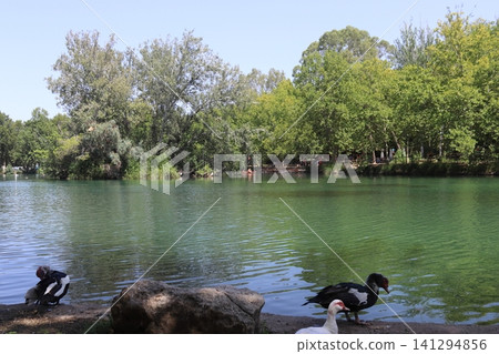 Muscovy ducks on the shore of Albufera de Anna lake in Valencia, Spain Muscovy ducks on the shore of Albufera de Anna lake in Valencia, Spain 141294856