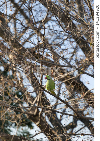 Parakeet perched on a tree branch Parakeet perched on a tree branch 141294920