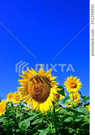 夏日藍天下的向日葵 夏日藍天下的向日葵 141294950