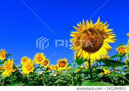 Sunflowers in the summer blue sky Sunflowers in the summer blue sky 141294951