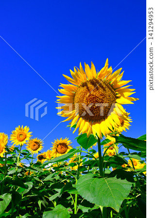 Sunflowers in the summer blue sky Sunflowers in the summer blue sky 141294953