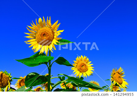 夏日藍天下的向日葵 夏日藍天下的向日葵 141294955