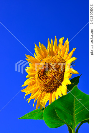 夏日藍天下的向日葵 夏日藍天下的向日葵 141295008