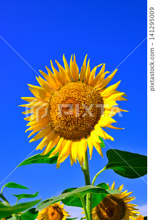 夏日藍天下的向日葵 夏日藍天下的向日葵 141295009