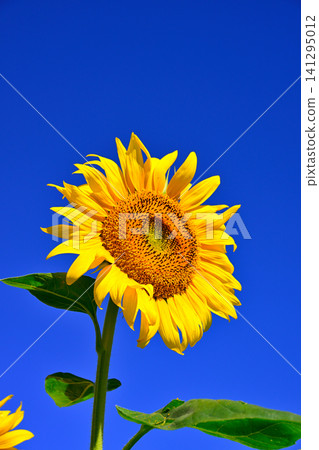 Sunflowers in the summer blue sky Sunflowers in the summer blue sky 141295012