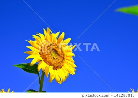 Sunflowers in the summer blue sky Sunflowers in the summer blue sky 141295013