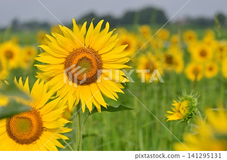 Landscape with summer flowers Landscape with summer flowers 141295131